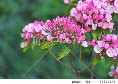 Red karmia flower 53134323