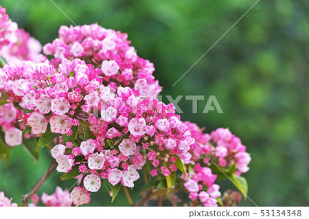 Red karmia flower 53134348