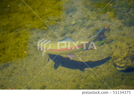 Rainbow trout 53134375