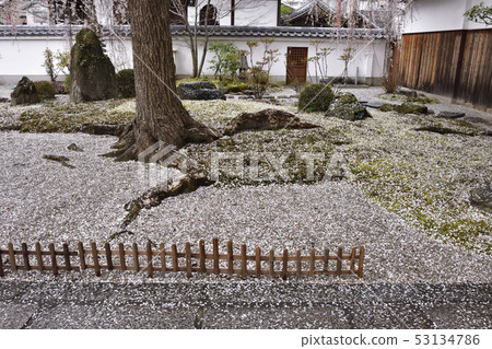 Honmaji Temple Underwood Cherry Blossoms Honmaji Temple Underwood Cherry Blossoms 53134786