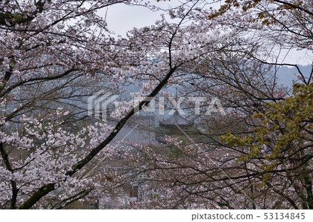 Mochida Shrine Sakura Mochida Shrine Sakura 53134845