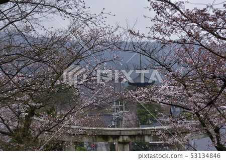 Mochida Shrine Sakura Mochida Shrine Sakura 53134846