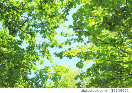 Fresh green leaves 53134961