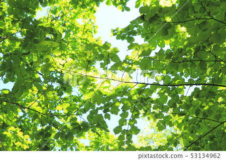 Fresh green leaves 53134962