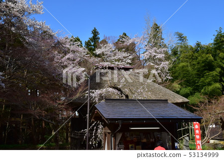 Chusonji寺 Chusonji寺 53134999