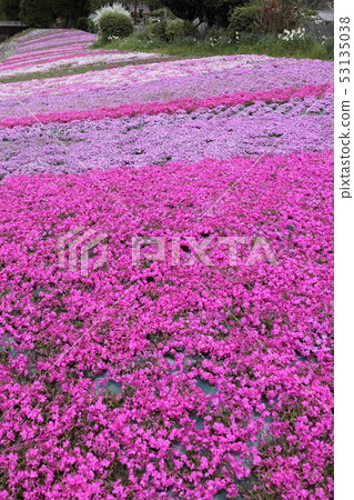 長澤寺Shibakura 53135038