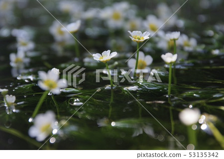 Summer image 53135342