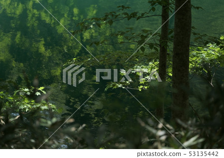 Forest lake 53135442