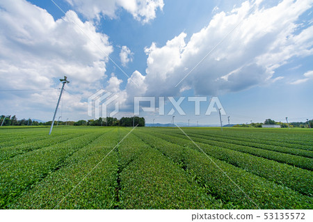 Tea fields in the Makinohara Plateau 53135572