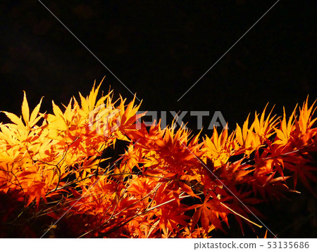 Orange red autumn maple leaves on black background copy space Orange red autumn maple leaves on black background copy space 53135686