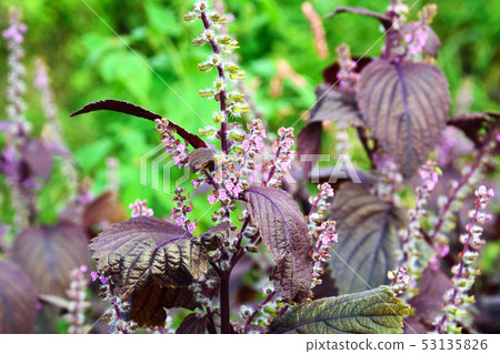Shiso flower and fruit 53135826