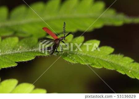 Creatures Insects Yaeyama Akabane Kurobeni firefly, sensitive type. If you look into it, it will fly immediately. Creatures Insects Yaeyama Akabane Kurobeni firefly, sensitive type. If you look into it, it will fly immediately. 53136029