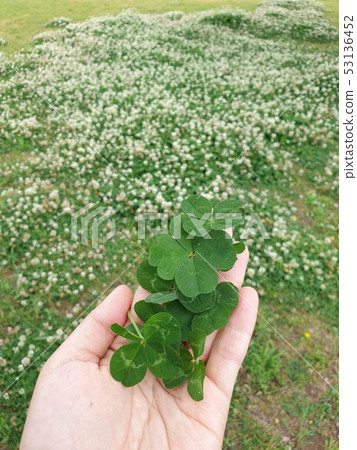 Four-leaf clover 53136452