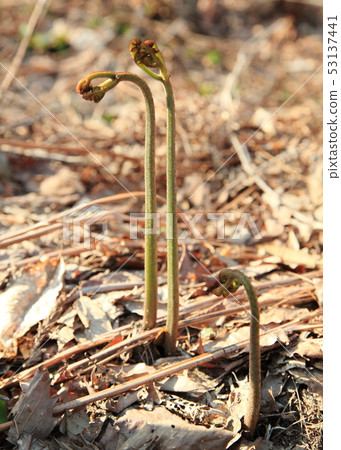 野生蕨菜 野生蕨菜 53137441