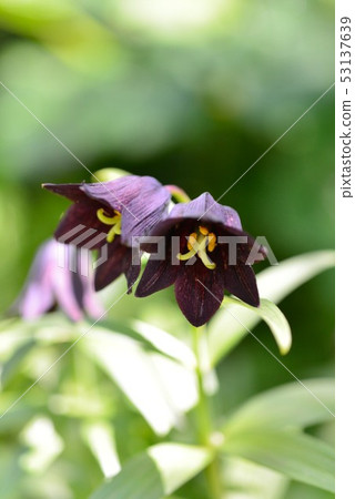 北海道大學黑百合 53137639