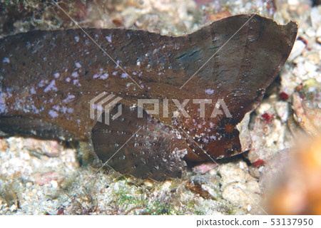 Zumajirookoze Zumajirookoze 53137950