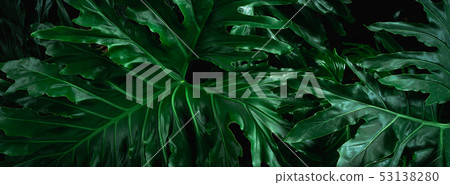 Green leaves background. 53138280
