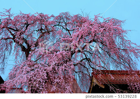 櫻花盛開,極樂寺 櫻花盛開,極樂寺 53139228