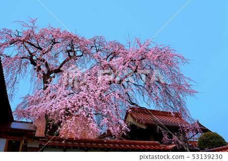 櫻花盛開,極樂寺 櫻花盛開,極樂寺 53139230