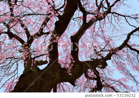 Cherry blossoms in full bloom, Gokurakuji Cherry blossoms in full bloom, Gokurakuji 53139232
