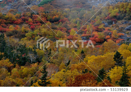 Norikura autumn leaves 53139929