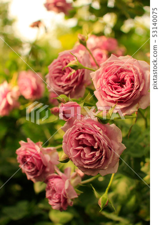 Pink rose Pink rose 53140075