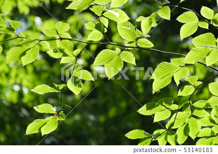 Persimmon leaf 53140183
