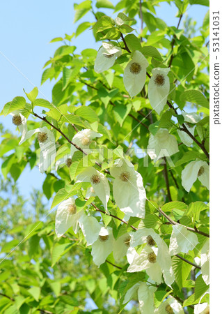 Handkerchief flower and blue sky 53141031