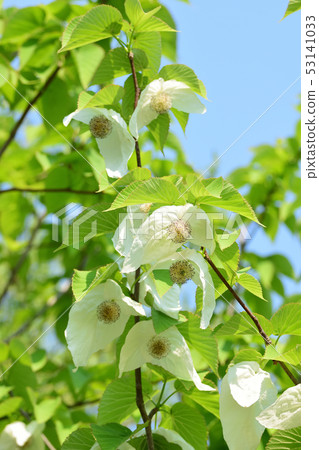 Handkerchief flower and blue sky 53141033