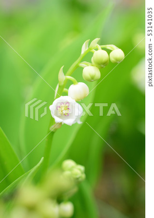Cute lily of the valley flowers 53141035