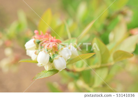Blueberry flower blooming in May 53141036