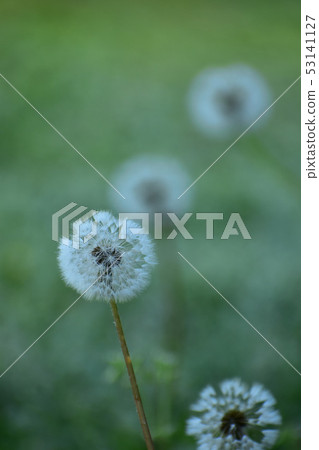 Dandelion fluff Dandelion fluff 53141127