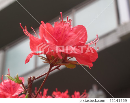 Red flower up Red flower up 53141569
