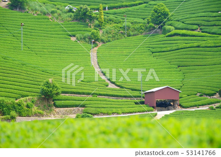 Kyoto Prefecture · Landscape property registration area · Tea plantation 7 53141766