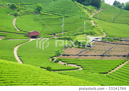 Kyoto Prefecture · Landscape property registration area · tea plantation 10 53141769