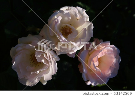 Royal Rose Miwa 53142569