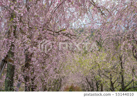 Tunnel of a weeping cherry tree Tunnel of a weeping cherry tree 53144010