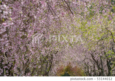 Tunnel of a weeping cherry tree Tunnel of a weeping cherry tree 53144012