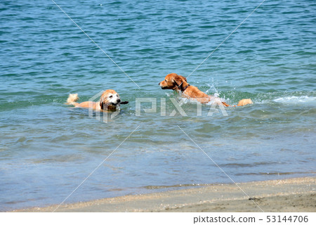 在金毛獵犬游泳 53144706