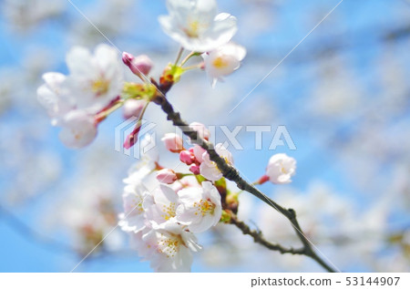  Cherry blossoms and blue sky 53144907