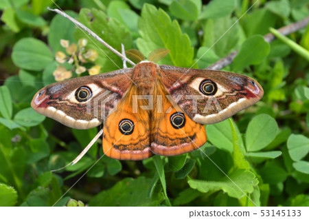 Emperor's Night Butterfly 53145133