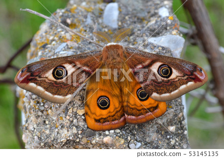 Emperor's Night Butterfly Emperor's Night Butterfly 53145135