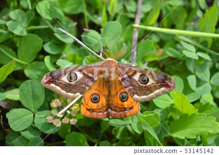 Emperor's Night Butterfly 53145142
