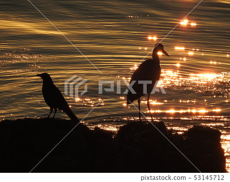 等待日出的鳥 等待日出的鳥 53145712