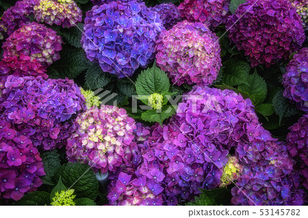 Purple yang flower in full bloom 53145782