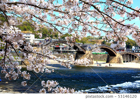 Kintai bridge in spring 53146120