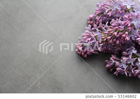 Bouquet of lilac lies on a gray background. 53146602