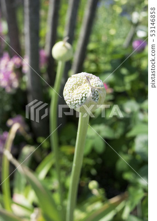 Allium gigantium芽 53146858