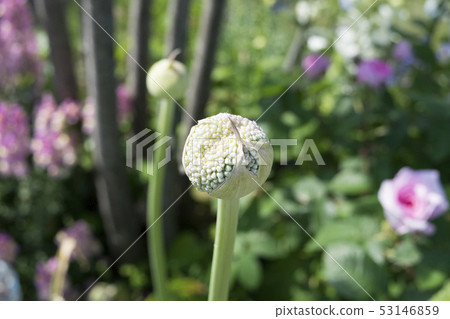 Allium gigantium芽 53146859
