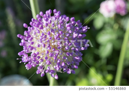 Allium Gigantium 53146860